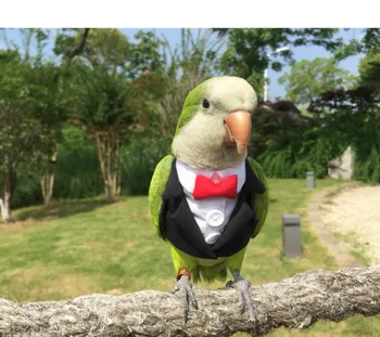 Papağan Giysileri Orijinal El yapımı Özel Kuş Giysileri Sevimli Takım Elbise Blazers Papağanının Güneş Parakeet Keşiş Parakeet Amerika Papağanı Kakadu