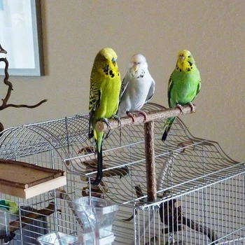Yeni Varış Kuş Papağan T Şekli Levrek Taşlama Oyuncak Kafes Eğitim Çiğneme Parakeet Ahşap Standı Oyuncaklar Kuşlar Malzemeleri
